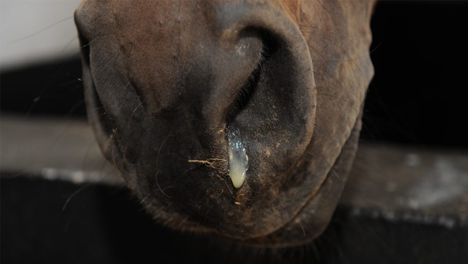Horse with equine herpes virus