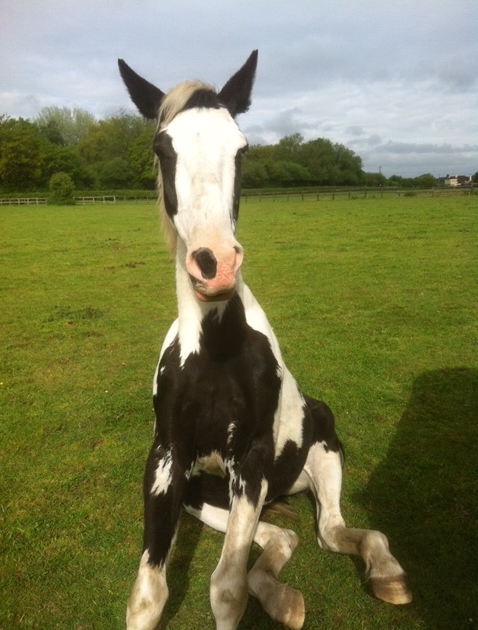 Horse sitting in field.