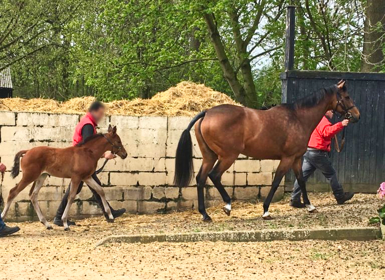 A horse and her foal being walked through stables by owners.