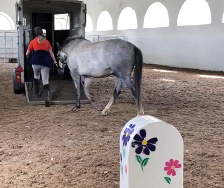 Woman loading a horse into a horse box