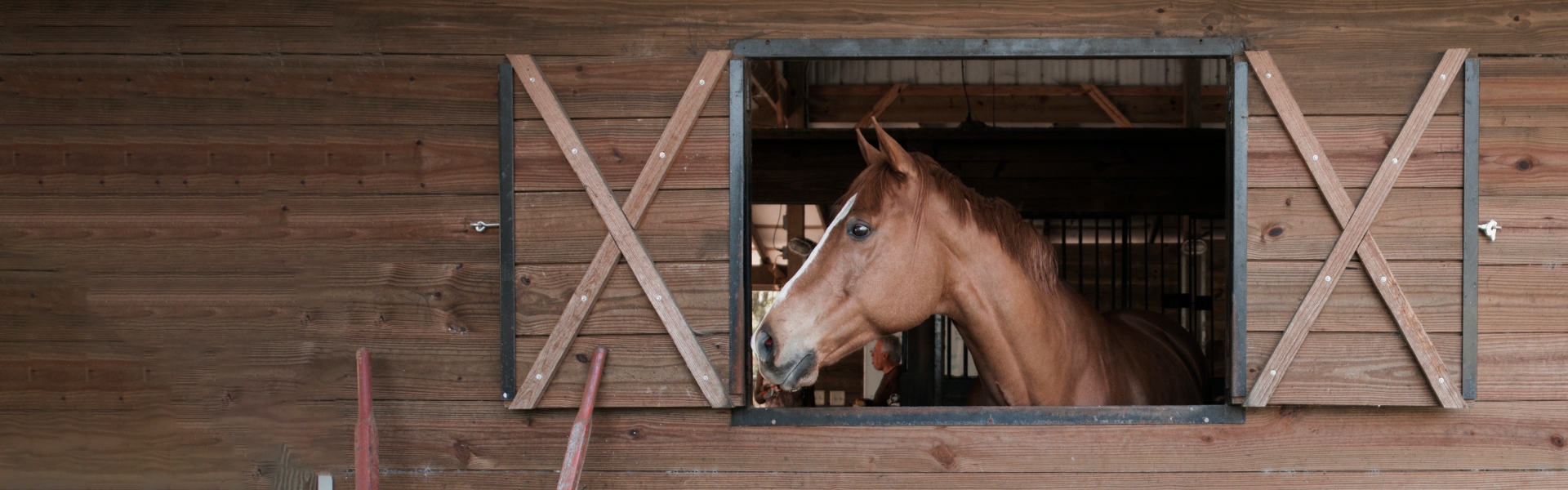 Horse in stable, looking out of side window.