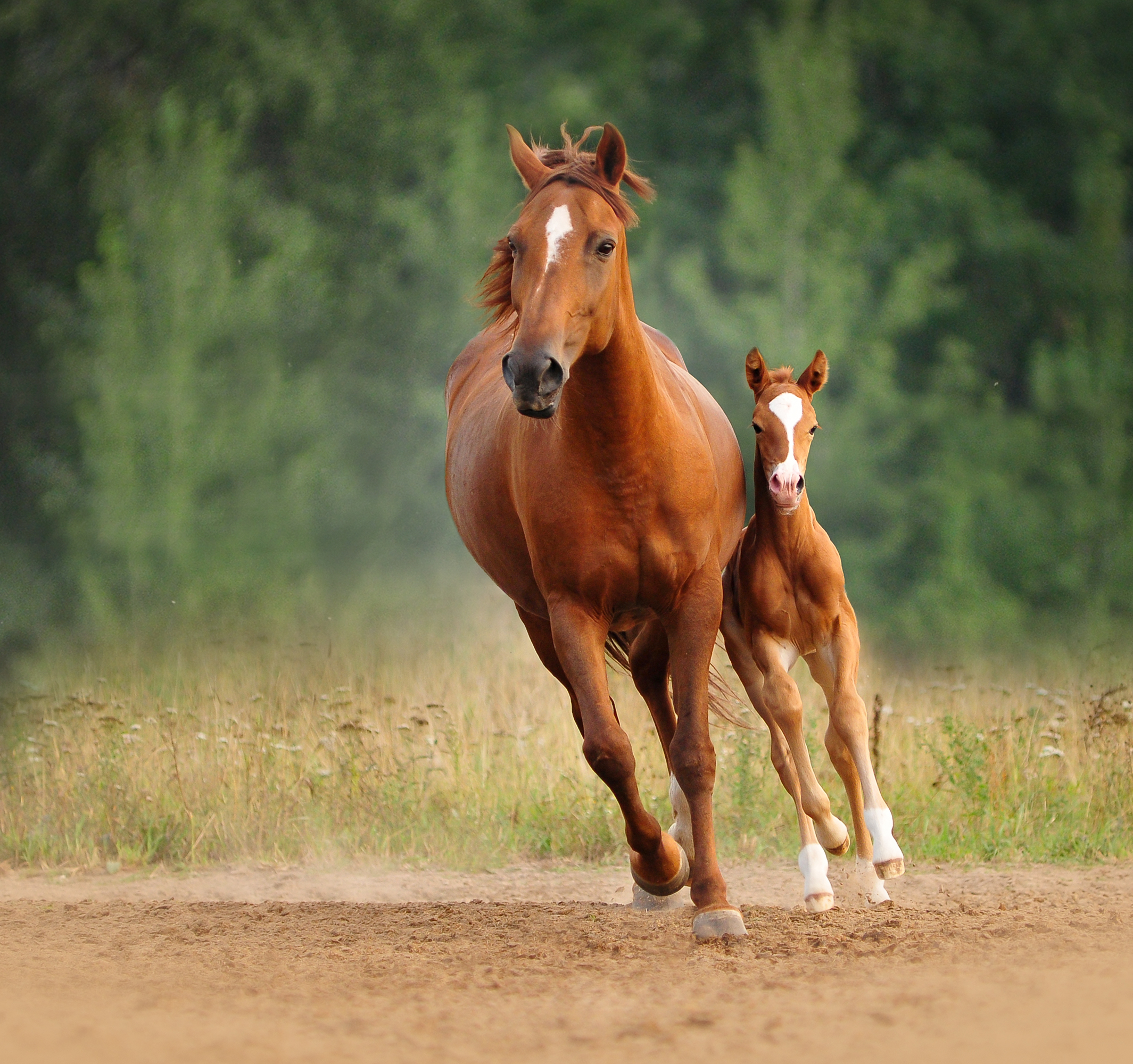 Chestnut mare and foal run free.